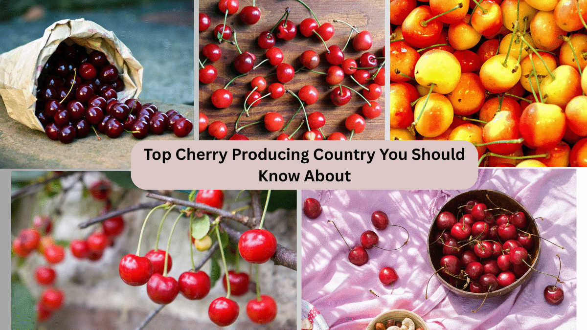 Top Cherry Producing Country You Should Know About