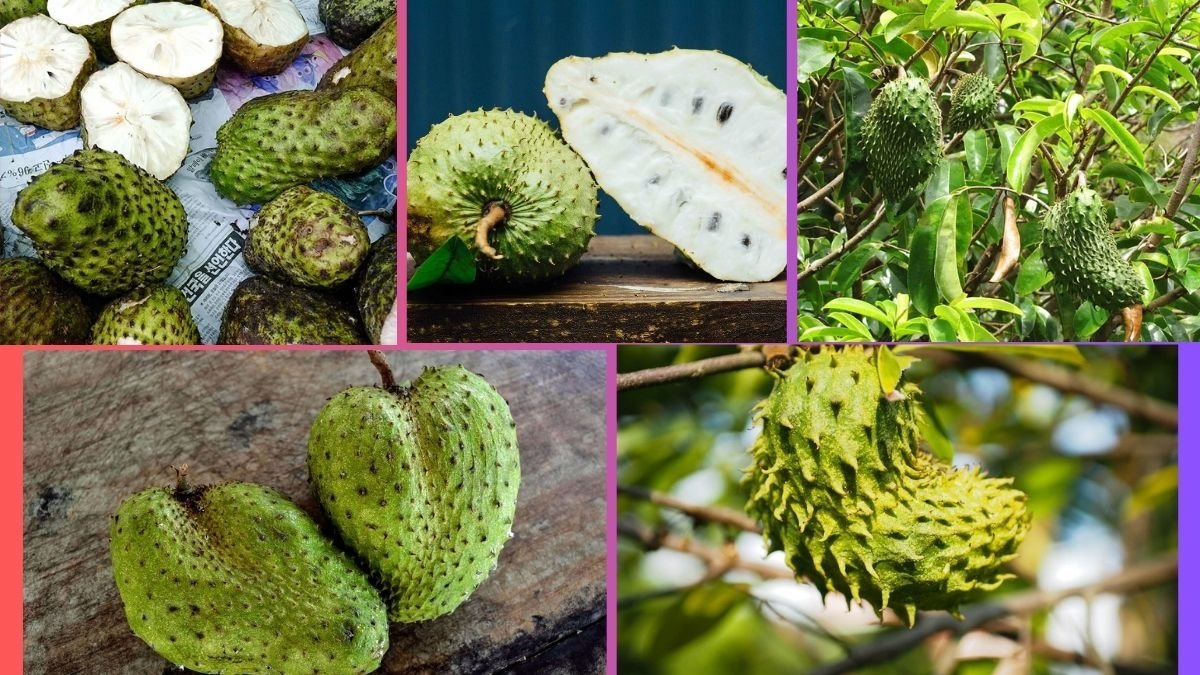 Which Country Is the Largest Soursop Producer Globally?