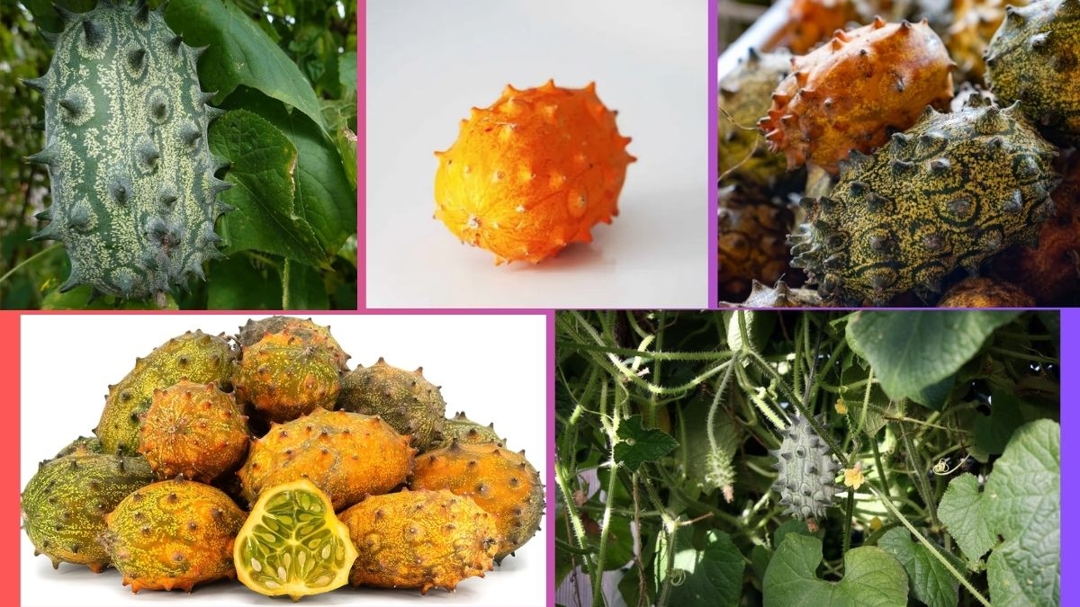 Which Country Is the Largest African Horned Cucumber (Kiwano) Producer Globally?