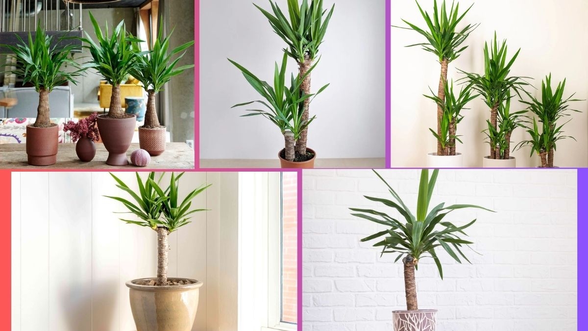 How Often Should You Water a Yucca Plant?