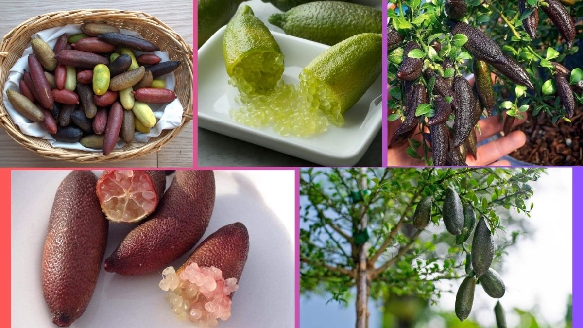 Which Country Is the Largest Australian Finger Lime Producer Globally?