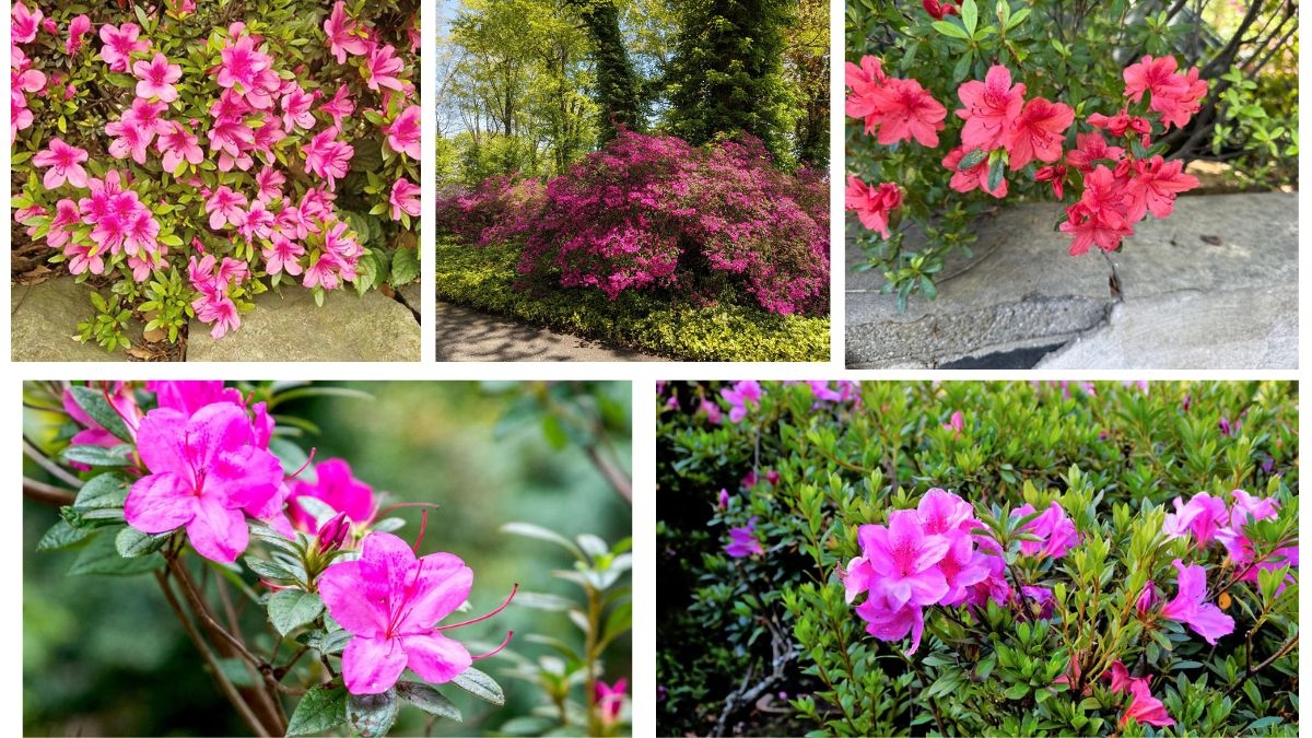 When Do Azaleas Start Flowering?