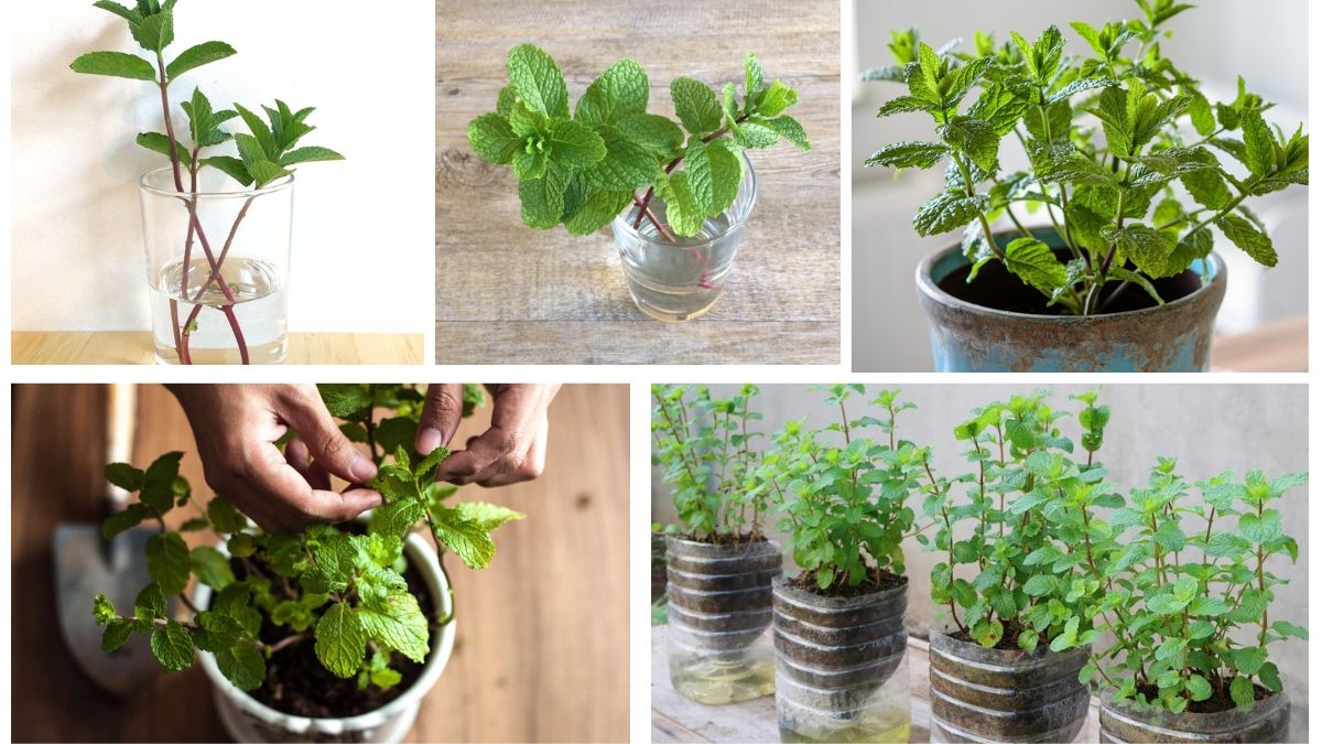 How to Grow Mint at Home in Water