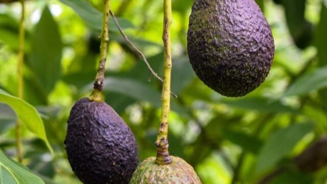 2048x1365-Grow-Guide-Avocado-GettyImages-1143340157-42b5094