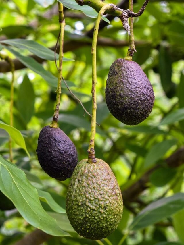 How to Grow an Avocado Tree from a Pit – Complete DIY Guide
