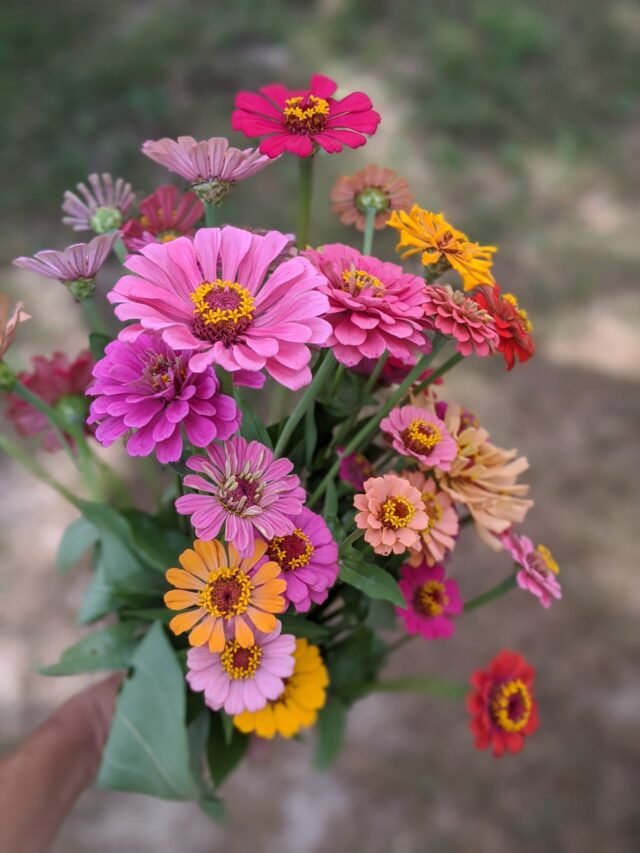 8 Stunning Zinnias That Will Brighten Any Garden Space