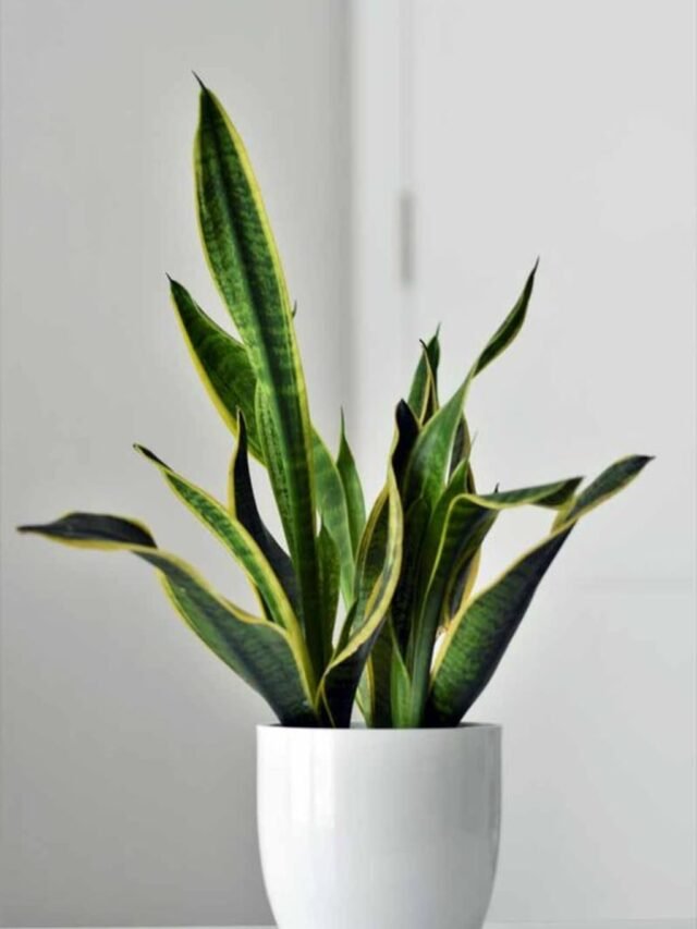Learn How to Propagate a Snake Plant Easily at Home