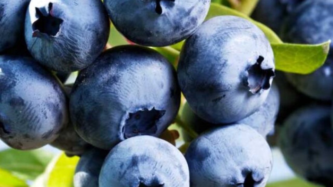 Top-10-Blueberry-Varieties-to-Grow-for-Home-Harvests-Hero