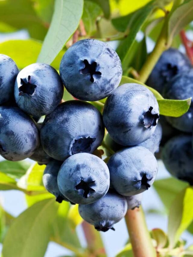 Global Blueberry Farming: Which Country Produces the Most?