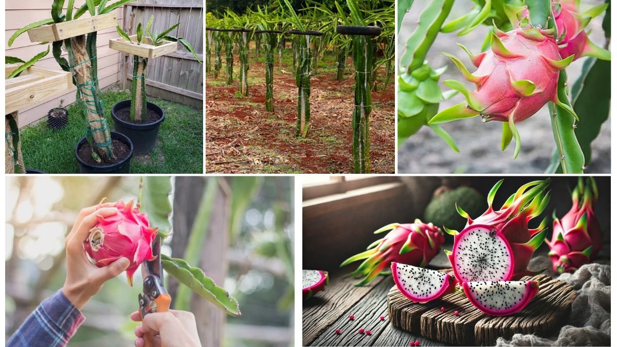 Mastering Dragon Fruit Cultivation in Pots