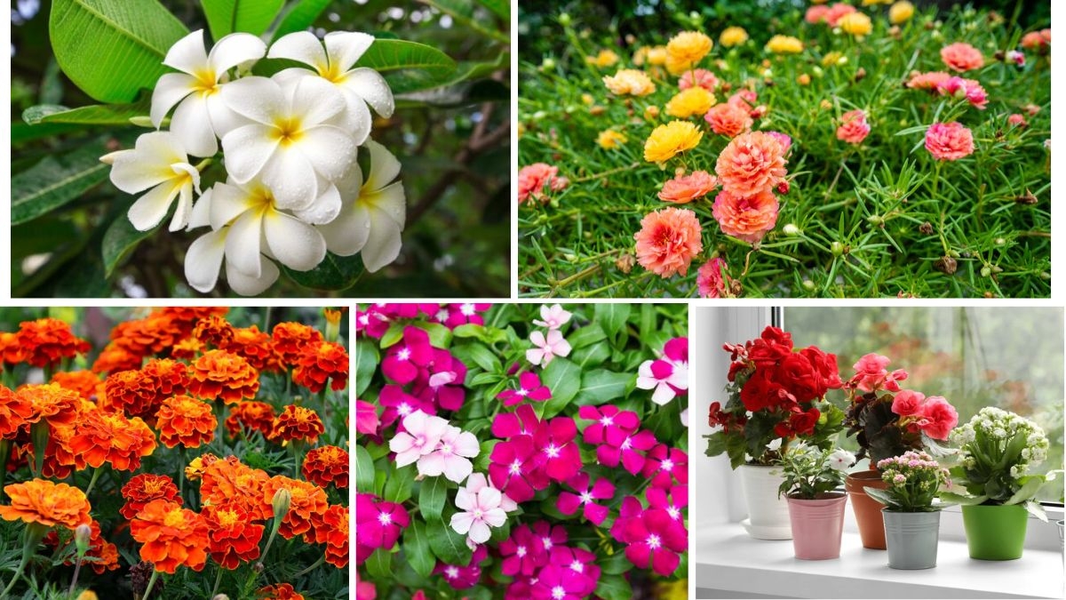 Best Summer Plants for Indian Gardens