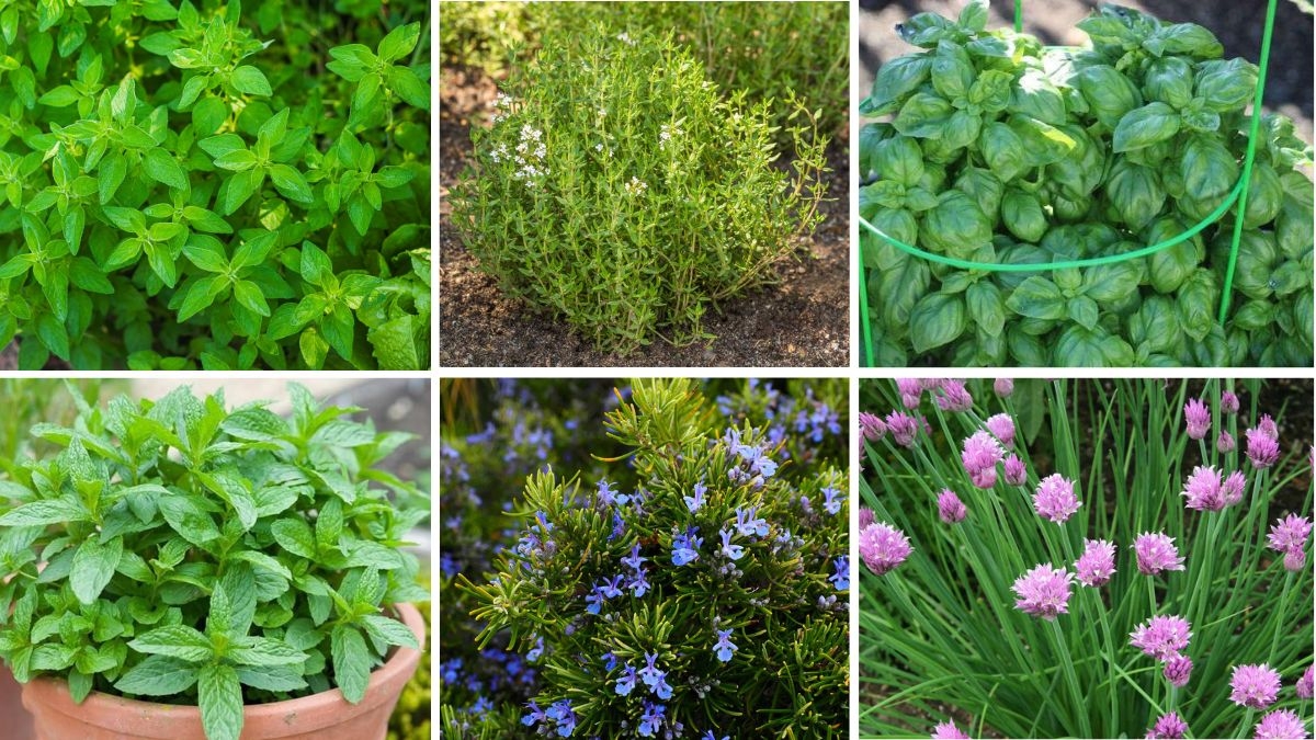6 Easy Herbs to Grow Indoors Year-Round