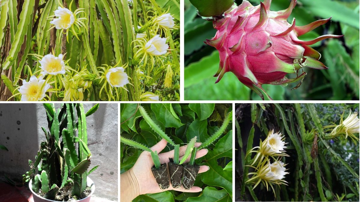 How to Pollinate Your Dragon Fruit Plants Successfully