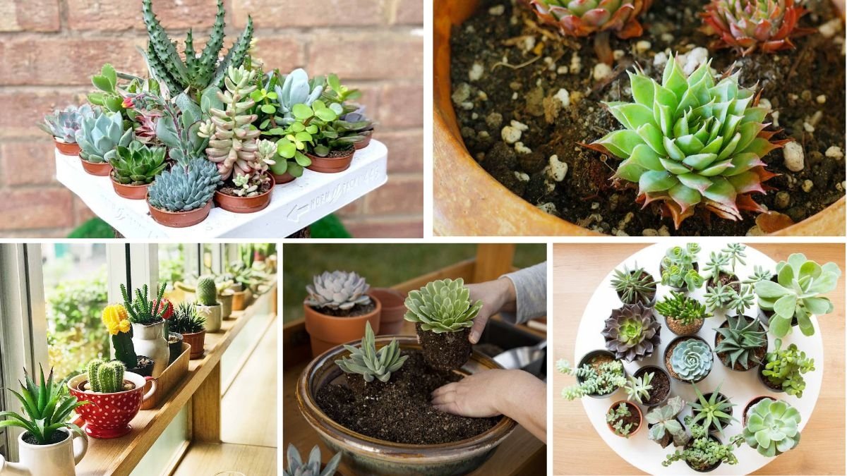 How to Plant Indoor Succulent Garden: Expert Tips