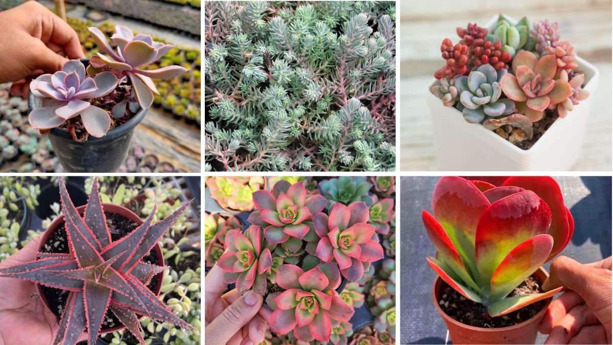 6 Colorful Drought-Resistant Succulents to Beautify Your Outdoor Space