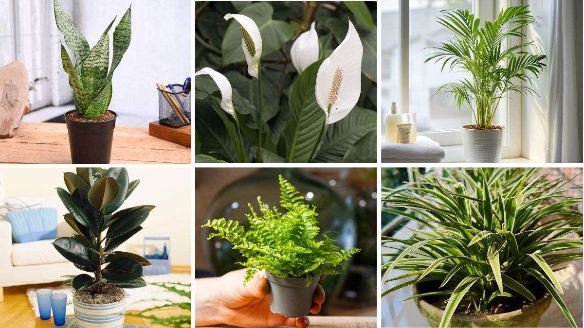 6 Creative Air-Purifying Plants to Instantly Refresh Your Home