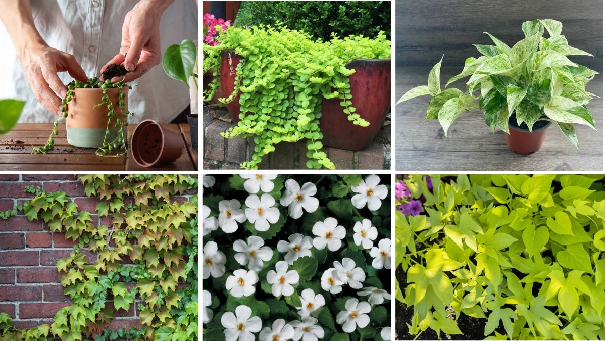 6 Gorgeous Trailing Plants for Hanging Baskets