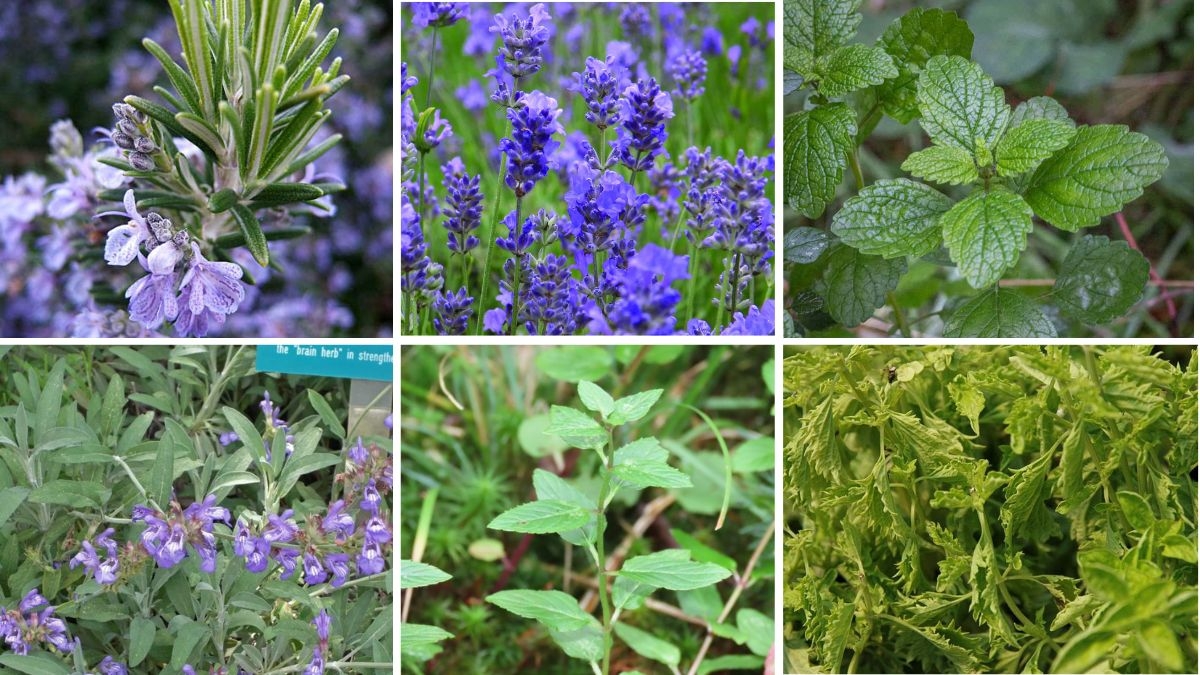6 Beautiful Aromatic Foliage Plants