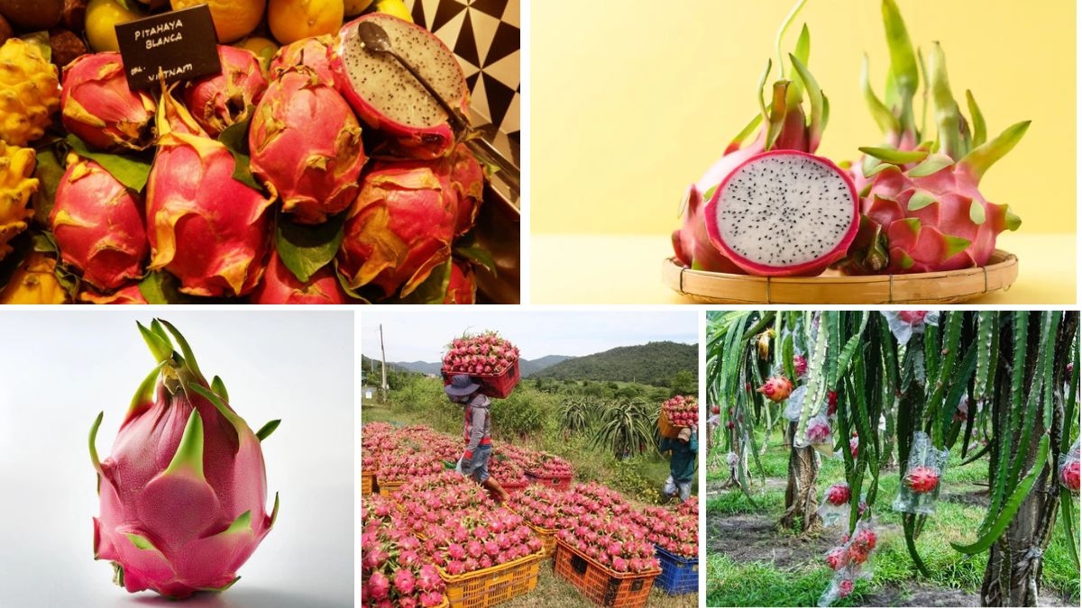 Top Countries Leading in Dragon Fruit Production