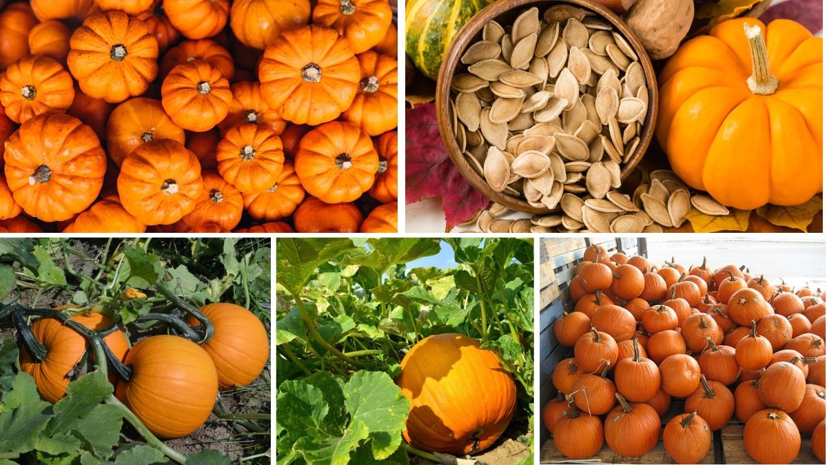 Which Country is the Largest Pumpkin Seed Producer?