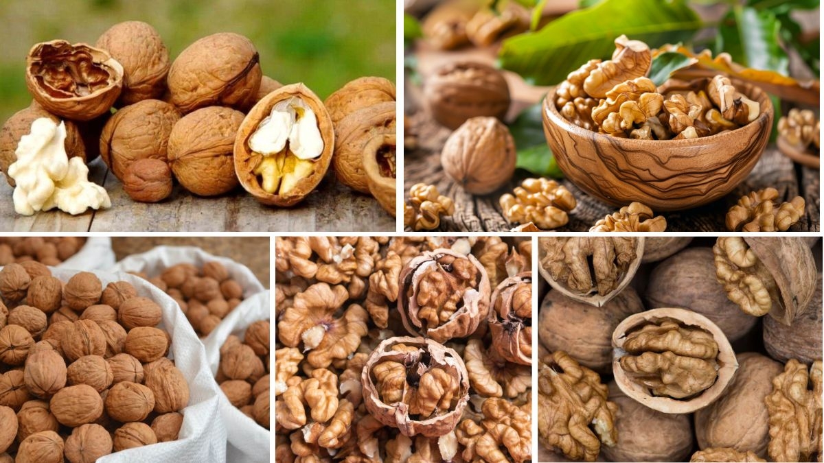 Which Country is the Largest Walnut Exporter?