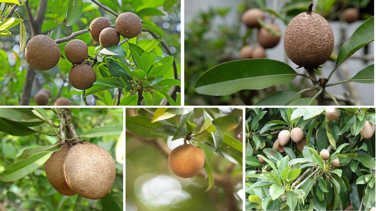 How Often Should You Water a Sapota Tree?