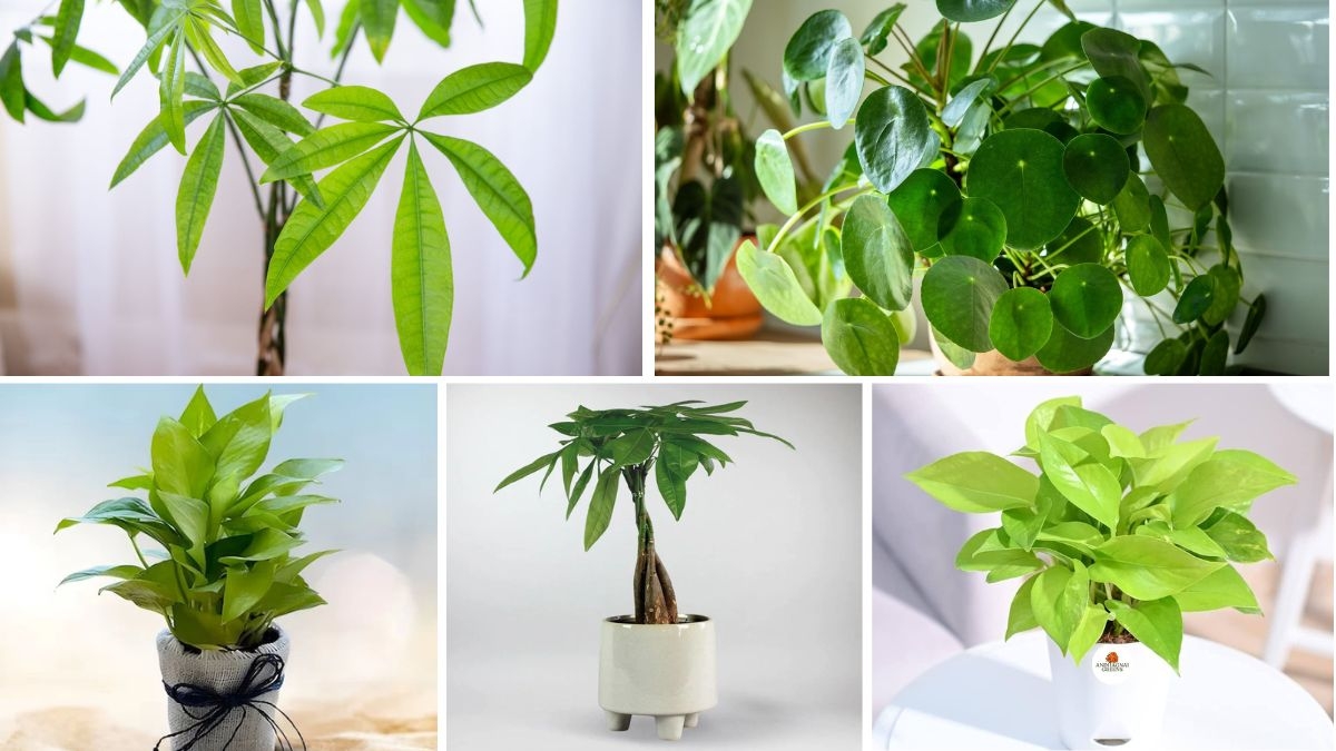 Money Plants That Bring Wealth and Prosperity