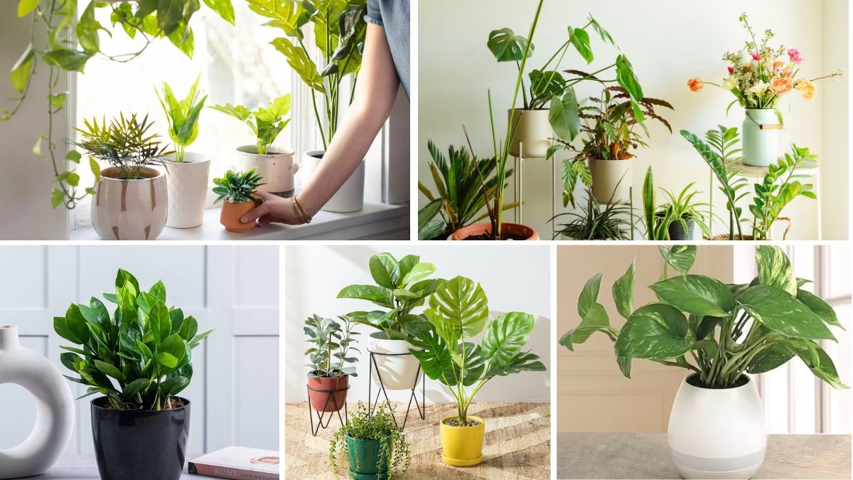 Care Plants to Boost Your Style and Fortune