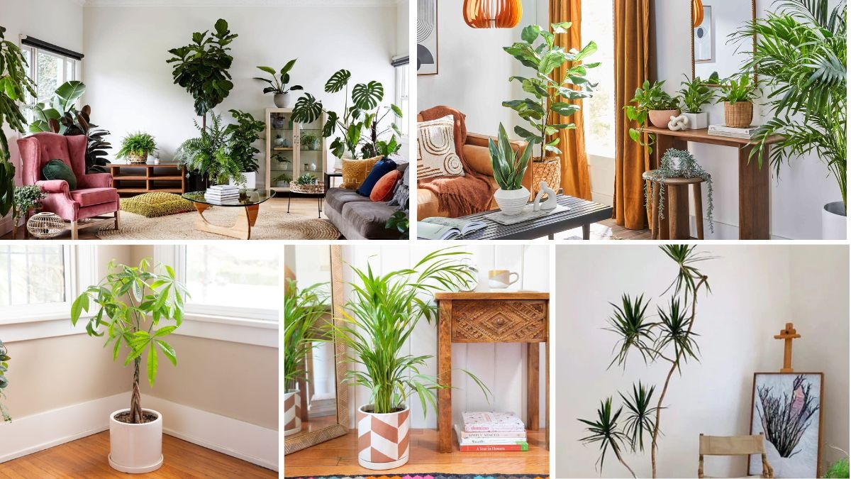 Indoor Trees That Make Apartments Feel Spacious and Fresh