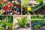 Seasonal Vegetables Perfect for Backyard Gardens