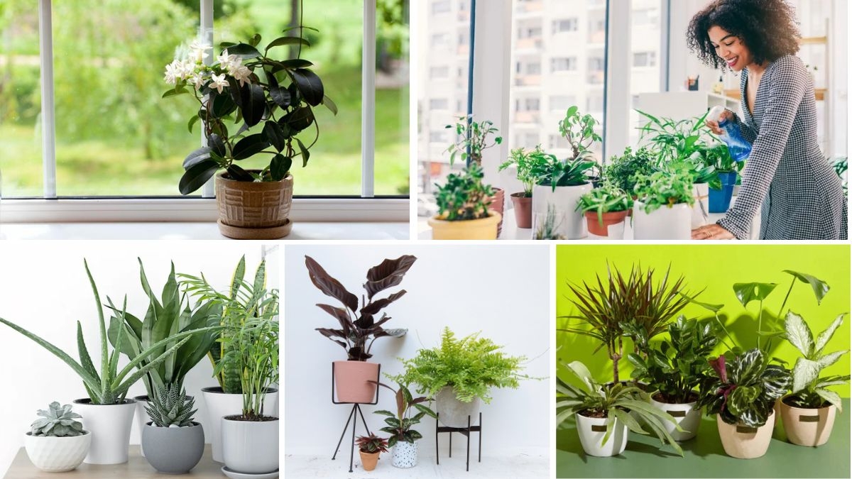 Indoor Plants That Reduce Stress and Anxiety