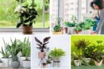 Indoor Plants That Reduce Stress and Anxiety