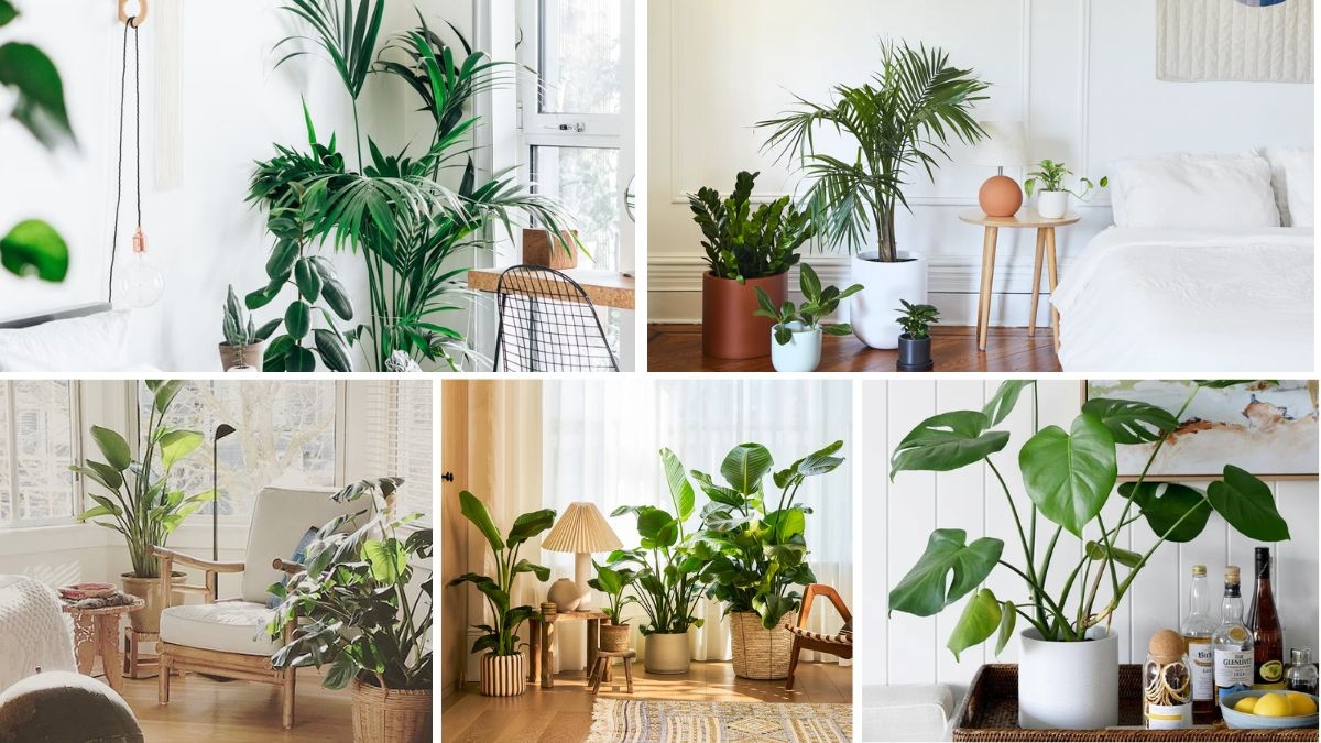 Best Bedroom Plants for Better Sleep Quality