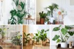 Best Bedroom Plants for Better Sleep Quality