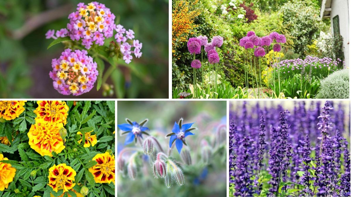 Plants That Repel Mosquitoes and Insects Naturally