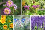 Plants That Repel Mosquitoes and Insects Naturally