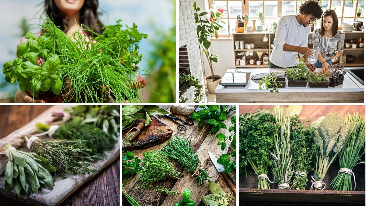 Best Herbs to Grow for Home Remedies