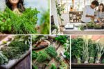 Best Herbs to Grow for Home Remedies