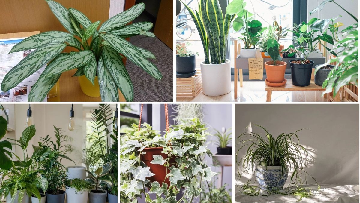 Plants That Can Purify Air in Polluted Cities