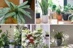 Plants That Can Purify Air in Polluted Cities