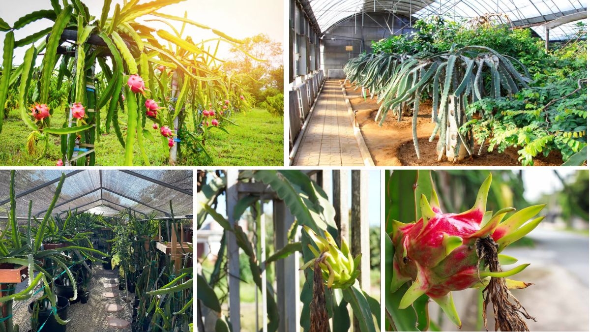 Step-by-Step Guide to Trellising Dragon Fruit Plants