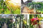 Step-by-Step Guide to Trellising Dragon Fruit Plants