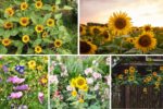 5 Gorgeous Sunflower-Themed Flower Beds