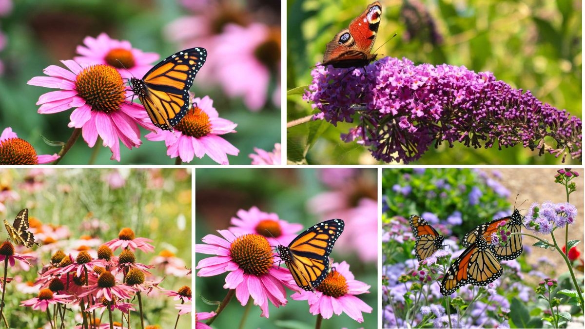 5 Butterfly-Shaped Flower Bed Ideas for a Whimsical Garden