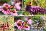 5 Butterfly-Shaped Flower Bed Ideas for a Whimsical Garden