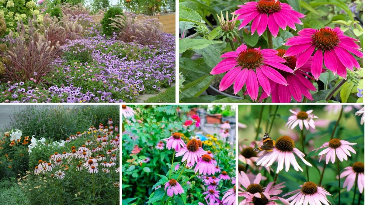 5 Stunning Coneflower Bed Designs for Vibrant Color