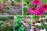 5 Stunning Coneflower Bed Designs for Vibrant Color