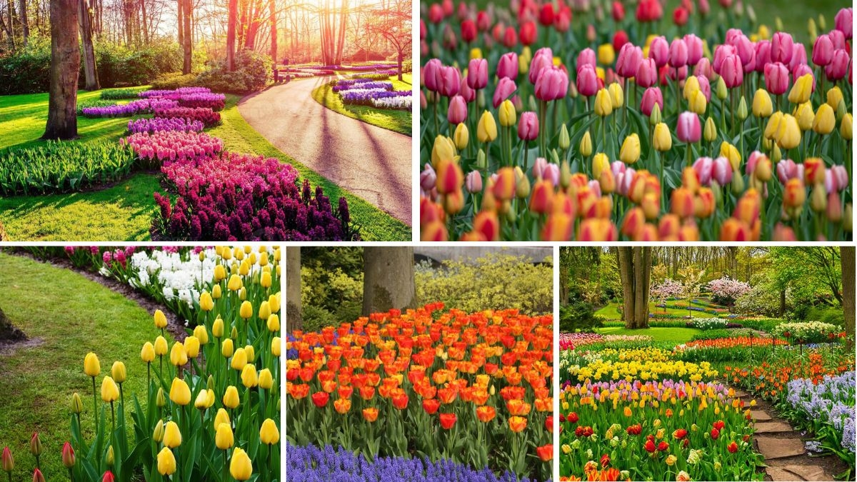 5 Gorgeous Tulip Bed Ideas for Spring Beauty