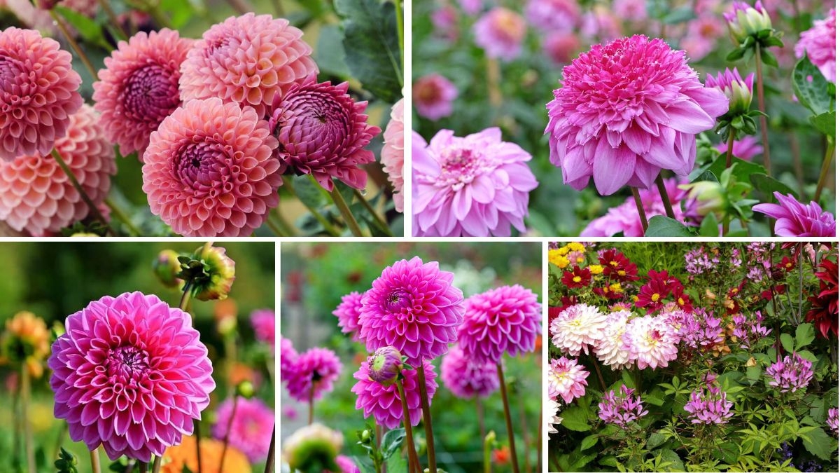 5 Stunning Dahlia Flower Beds for a Bold Look