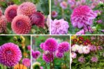 5 Stunning Dahlia Flower Beds for a Bold Look